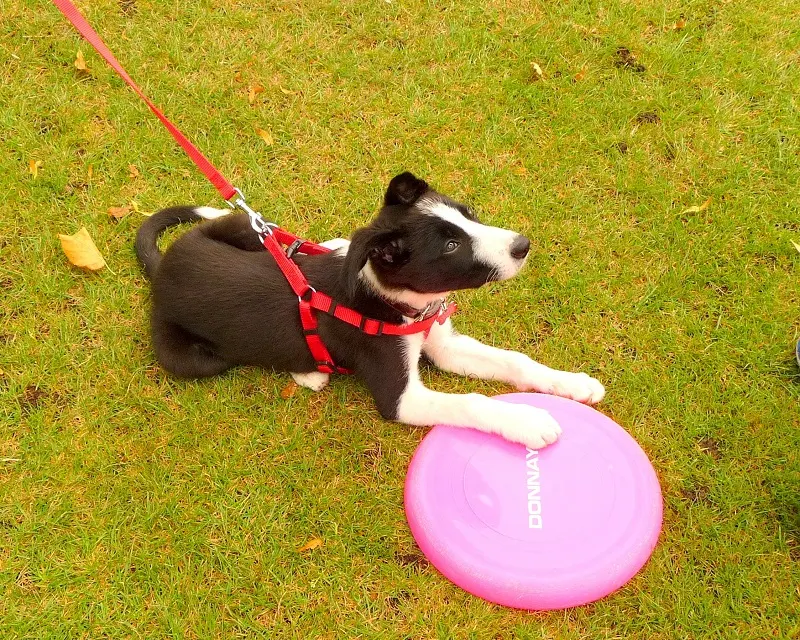 Mollie In Bakewell: Mollie The Border Collie Diaries