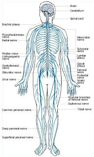 Nervous System Anatomy of the Human Body Picture