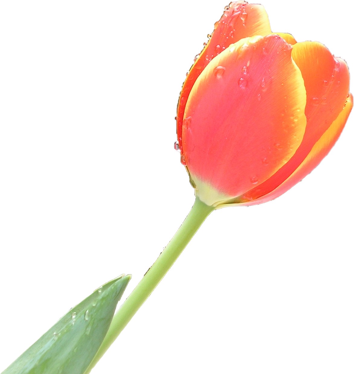 types of flowers for valentines day Single Tulip Flower | 1172 x 1236