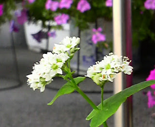 そばの花は、３４日目を迎えました