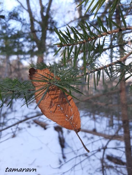 Зимний лес