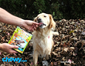 nutritious and soft superfood dog treats 