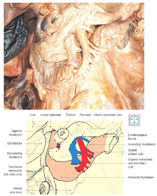 Duodenum and some related structures. The liver and gall bladder have been slightly displaced