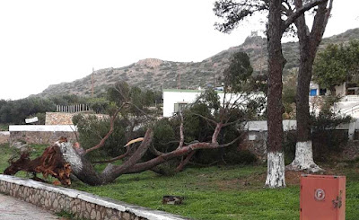 ΚΥΘΗΡΑ ΜΥΡΤΙΔΙΑ:ΠΤΩΣΗ ΜΕΓΑΛΟΥ ΠΕΥΚΟΥ ΛΟΓΩ ΤΩΝ ΔΥΝΑΤΩΝ ΑΝΕΜΩΝ