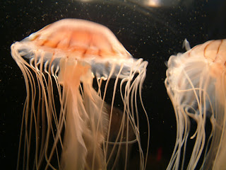 Jellyfish Wallpaper