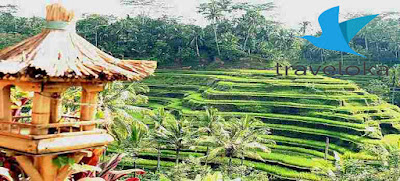 Rencana Traveling Ke Ubud Tahun Baru 2019