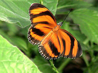 butterfly photo,tiger butterfly photo