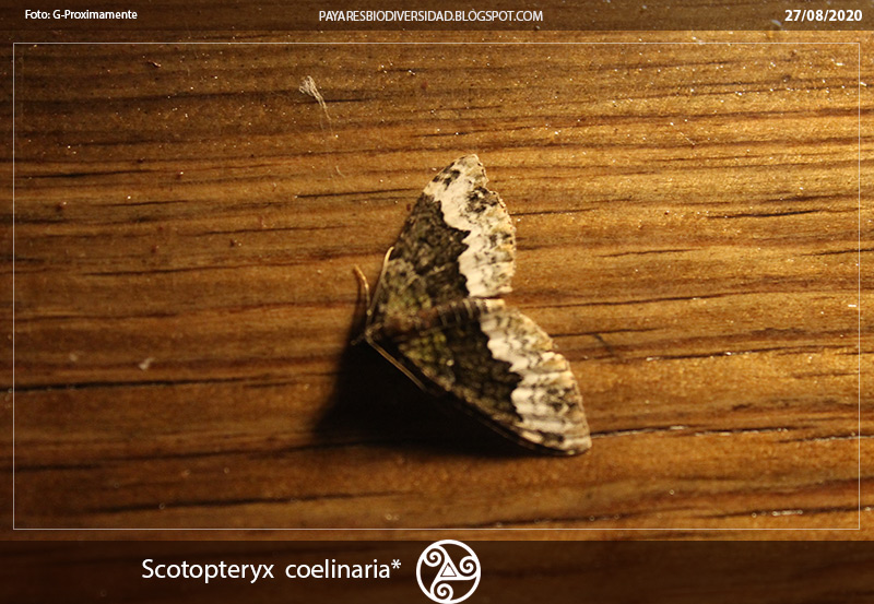 Coelinaria   Puertu  Payares Cordillera Cantabrica