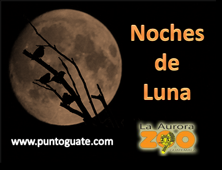 Noches de Luna del Zoologico - Noviembre 2010