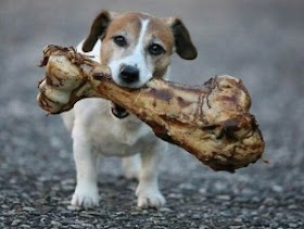 A Tiny Jack Russel Terrier Clutches A Huge Bone In His Mouth:  Just like Jack, the ntcc has dogs who jump at the chance to get a reward, but do nothing to help souls! Your New Testament Christian Churches of America, Inc.