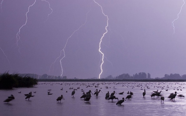 Imagens de animais mais incríveis já vistas