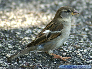 Moineau domestique - Passer domesticus