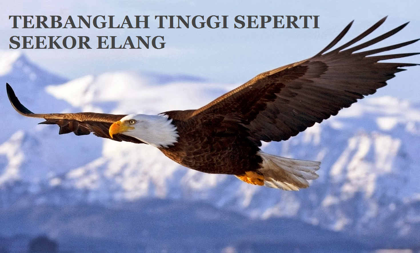 Gambar Burung Elang Raksasa Pickini