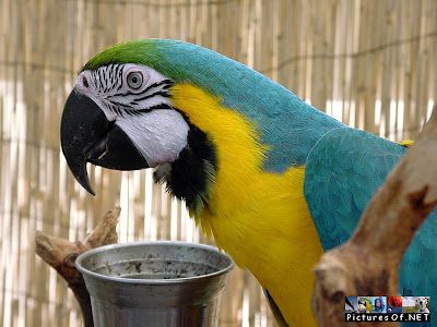 Animal Wallpaper 1024 768 - Blue Yellow Macaws Parrot Eating
