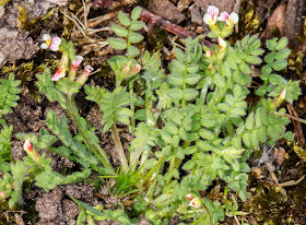 Bird's-foot, Ornithopus perpusillus.  Joyden's Wood, 12 May 2015.