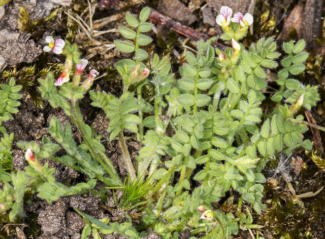 Bird's-foot, Ornithopus perpusillus.  Joyden's Wood, 12 May 2015.