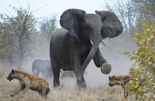 Elephant Fights