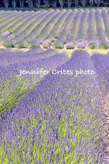 Sequim lavender fields in summer 2009