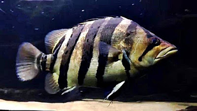 Ikan Tiger Datz