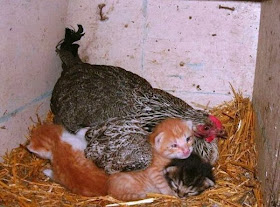 Funny animals of the week - 20 December 2013 (40 pics), chicken adopts kittens