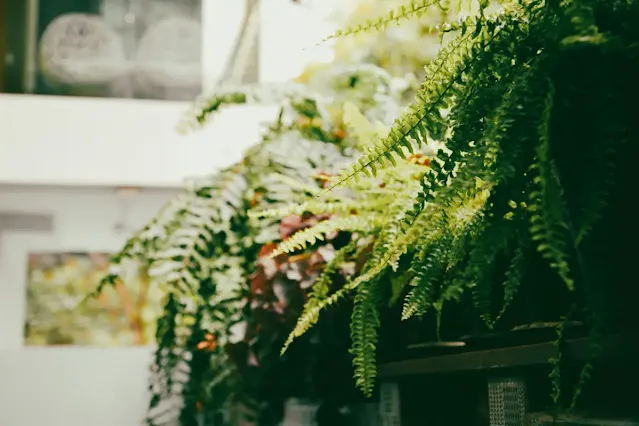 Fern Plant: Care & Growing Guide