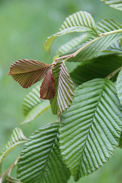 Рябина красивожилковатая (Sorbus caloneura)