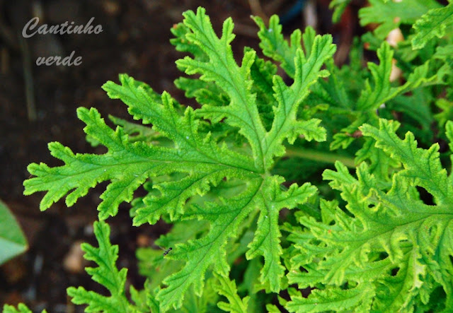 Gerânio de Cheiro ou cheiroso (Pelargonium graveolens)