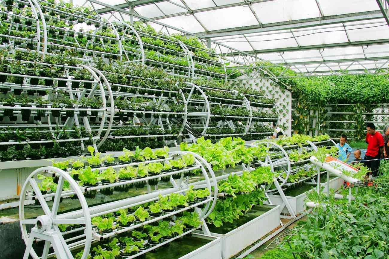 Теплица Для Выращивания Цветов Купить