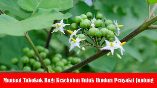 Manfaat Takokak Bagi Kesehatan Untuk Hindari Penyakit Jantung