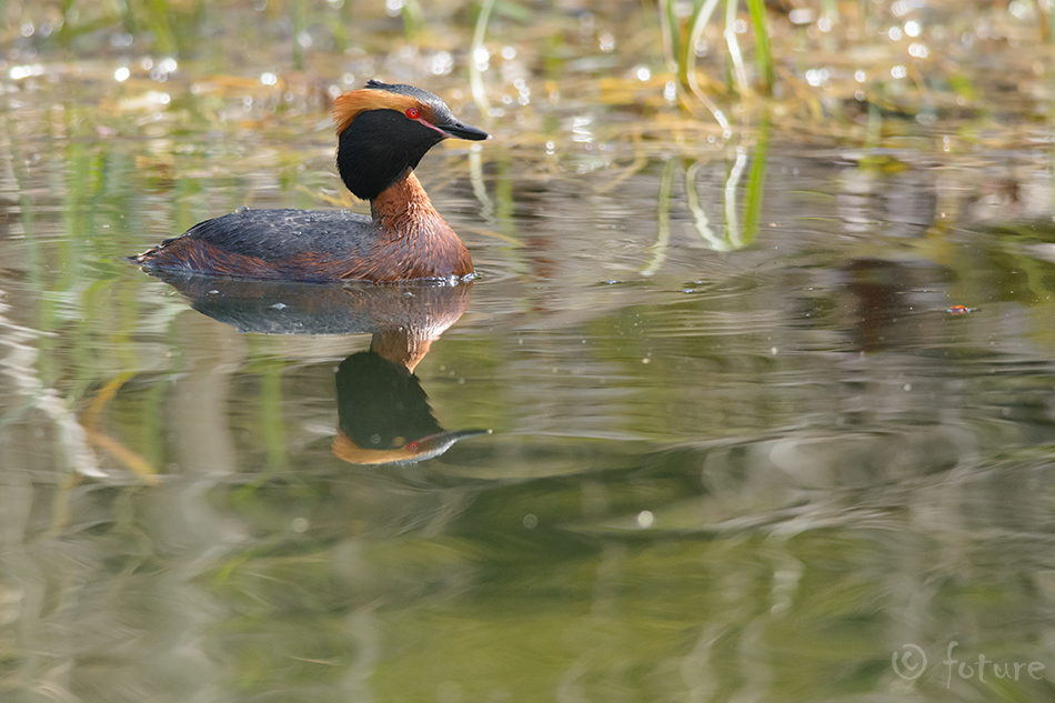 Sarvikpütt, Podiceps auritus, Horned Grebe, Slavonian, pütt