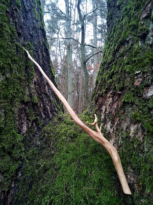 Różdżka z korzenia dębu, Oak Wood Wand