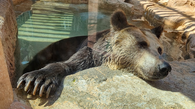 神戸市立王子動物園 熊