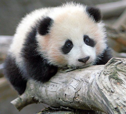 baby panda