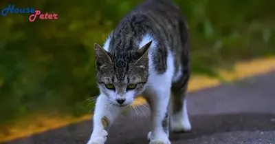 Tricks and Agility: Taking Your Cat's Training to the Next Level