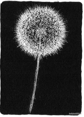 dandelion illustration by holly holt