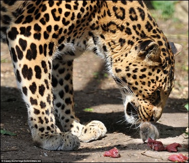 leopard