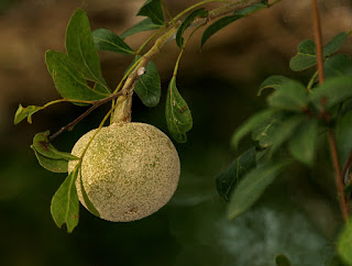 Gambar Buah Kawista