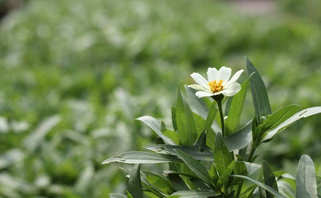 Narrow-Leaf Zinnia Flowers