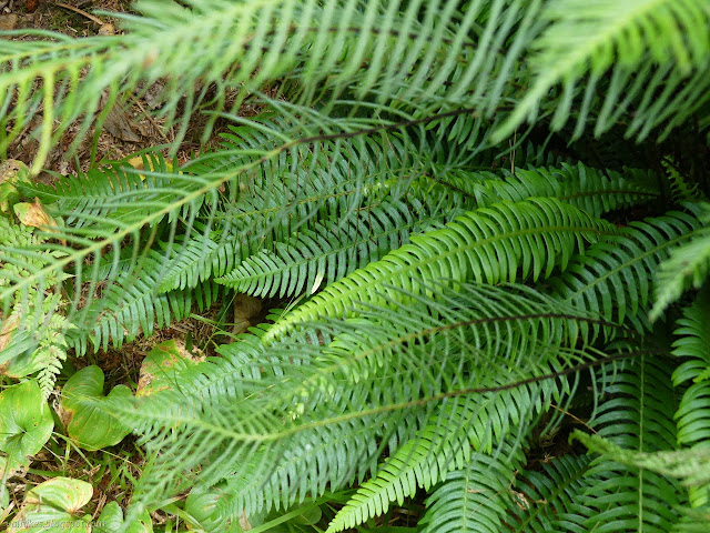 fern leaves that are thin or fat