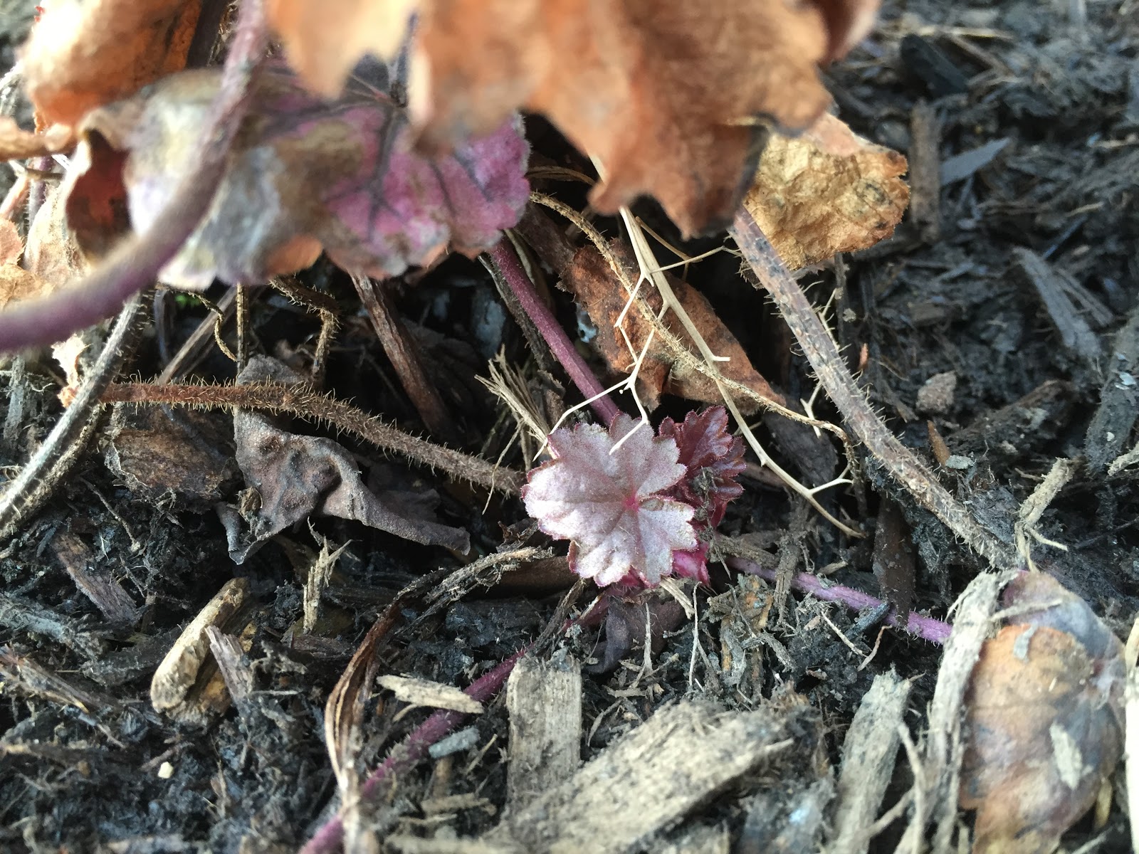 purple coral bells waking up