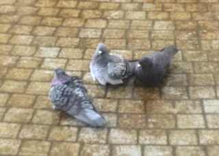 Pigeons