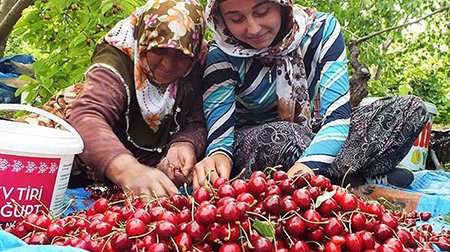 Dalındayken Müşteri Geliyor