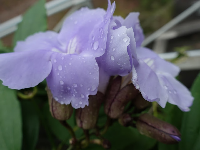 とっとり花回廊　ベンガルヤハズカズラ