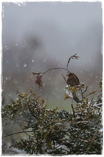 Rouge-gorge sous la neige