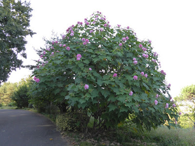 花博記念公園鶴見緑地 八重のフヨウ