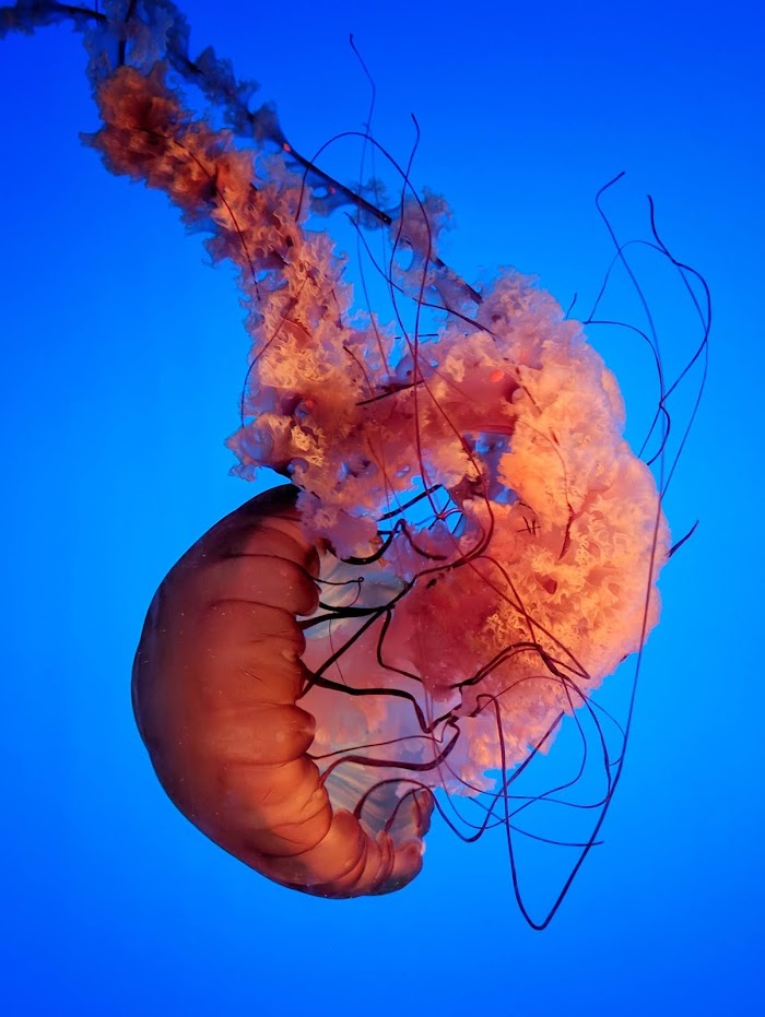 jellyfish | information, habitat , life cycle ,how jellyfish swim? , how do jellyfish catch prey ?