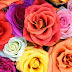 Pretty Roses Flower Wallpaper 555131