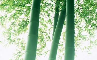 bamboo tree