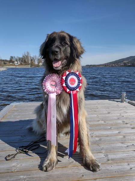 leonberger