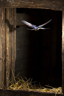 Swallows exiting the barn